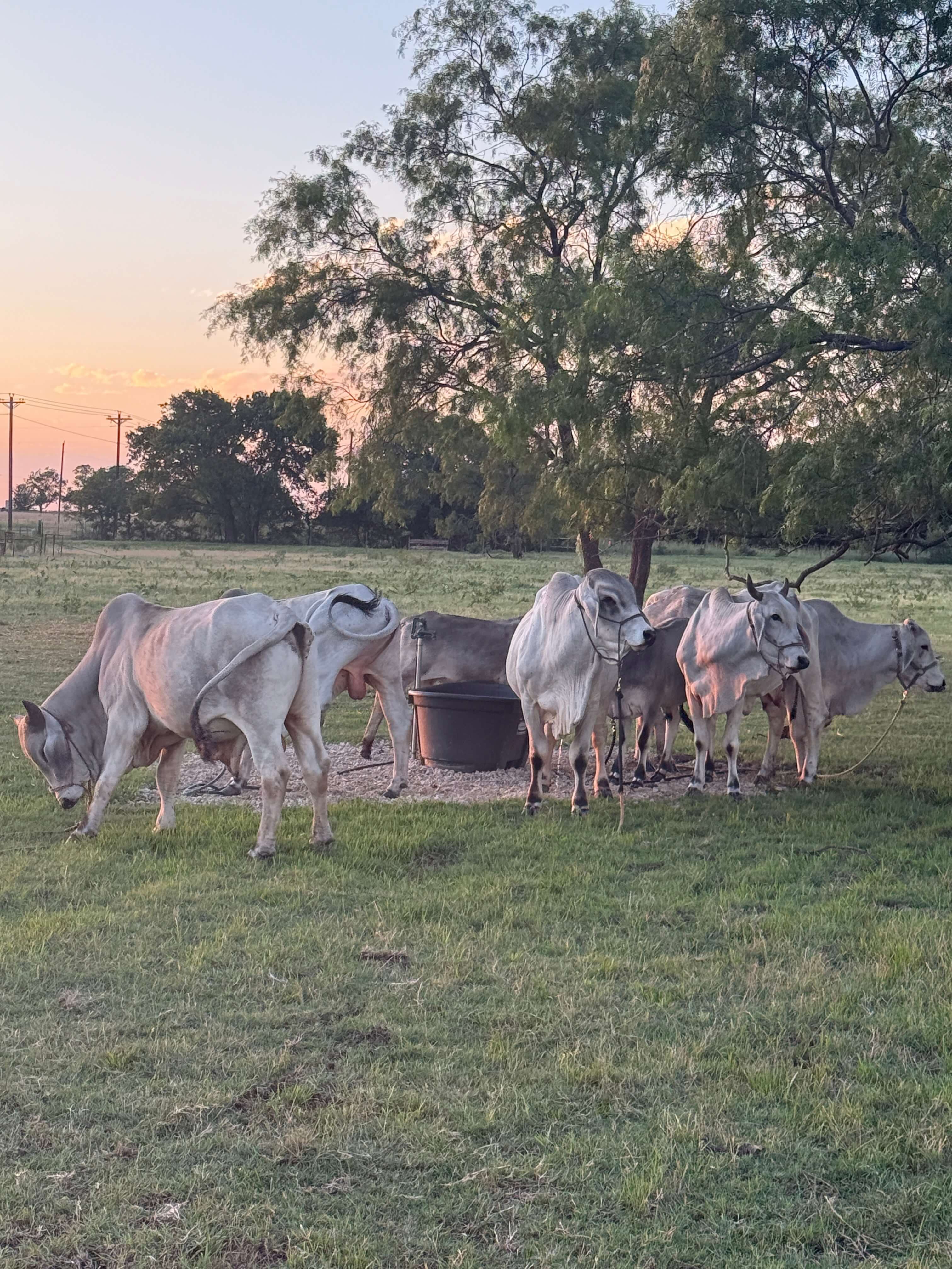Meet our sacred cows. at Arka Goshala