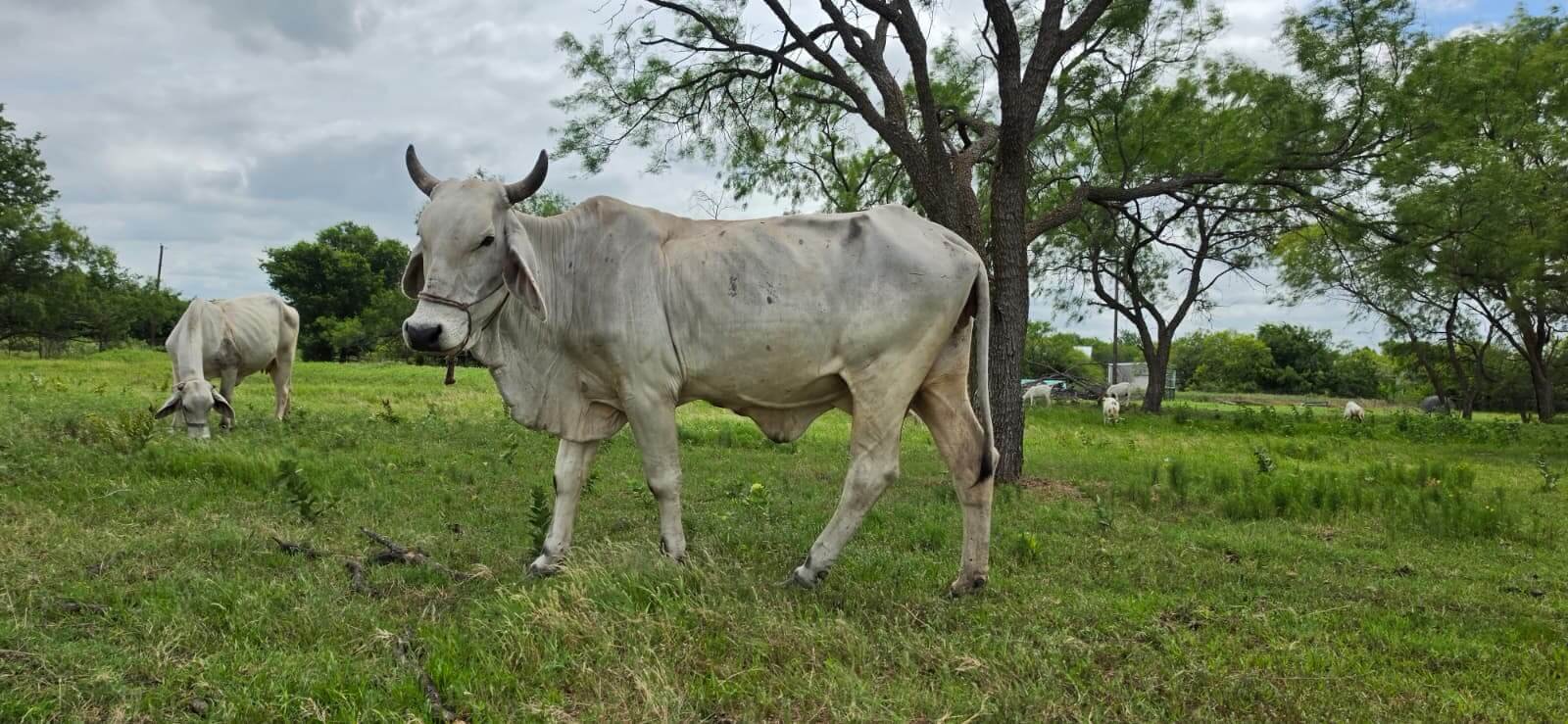 Bhavani the Brahman cow
