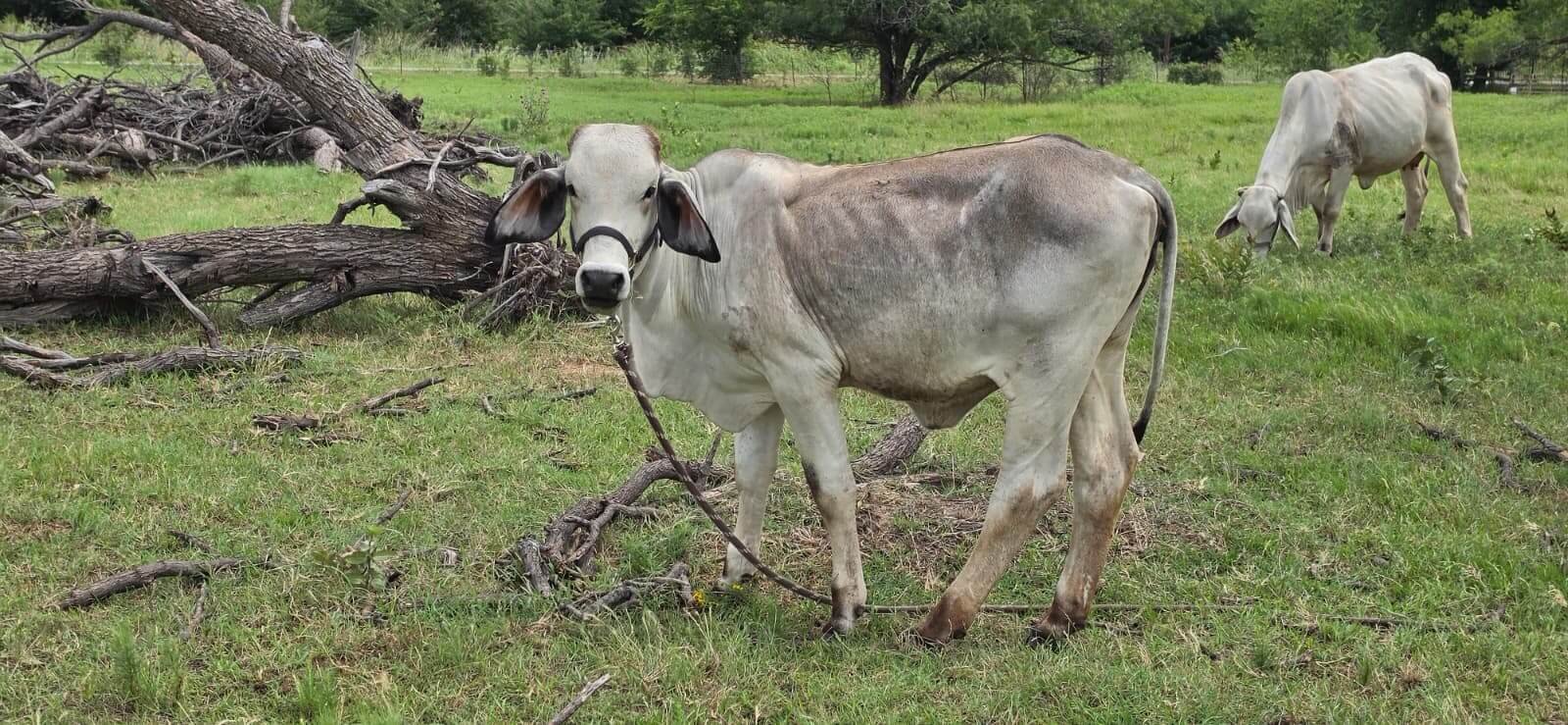 Manu the Tharparkar cow