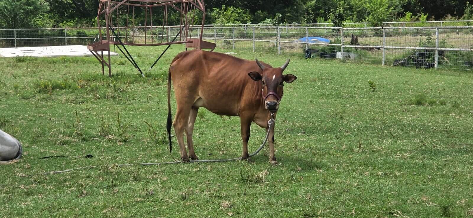 Sindhu the Hallikar bull