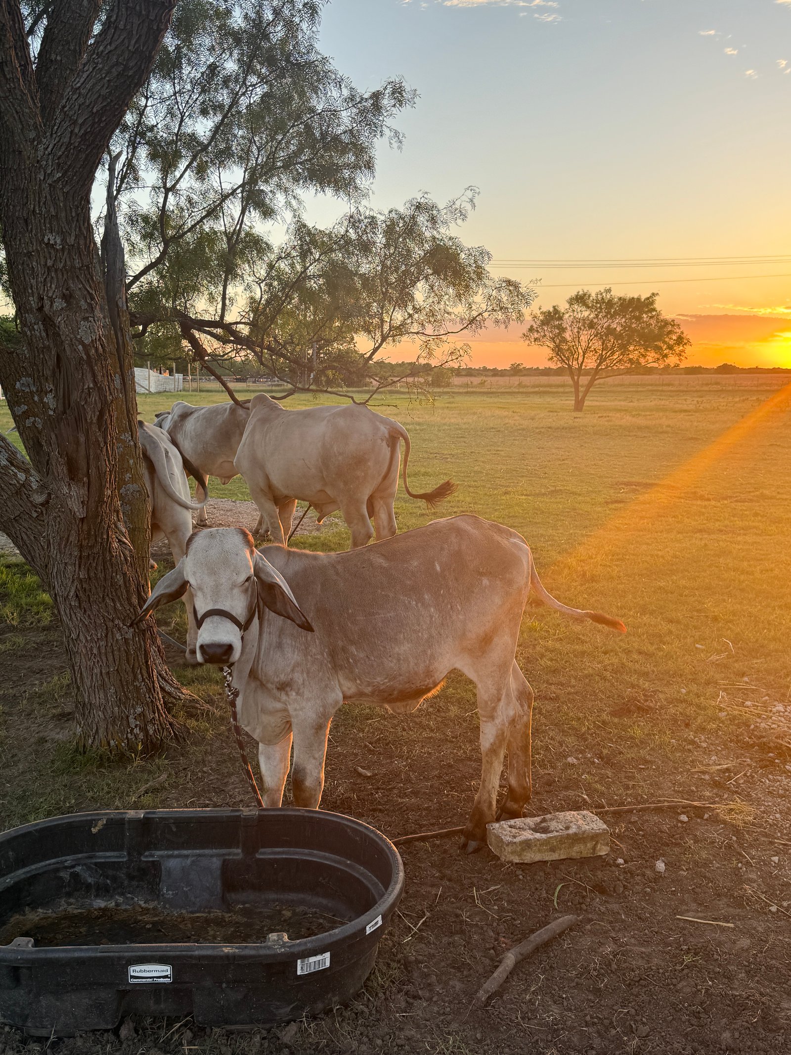 Herd at evening light