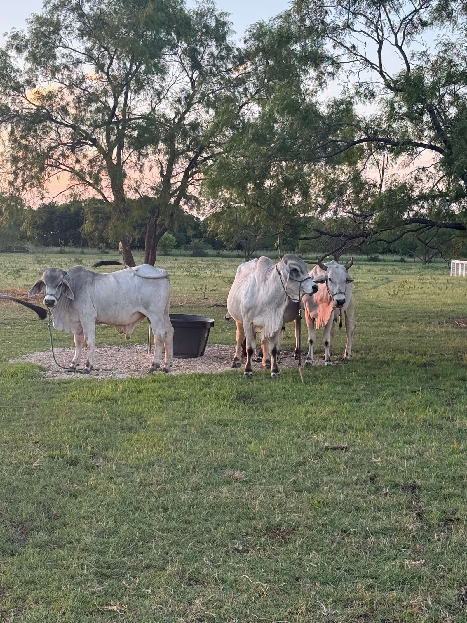 Newborn calf resting